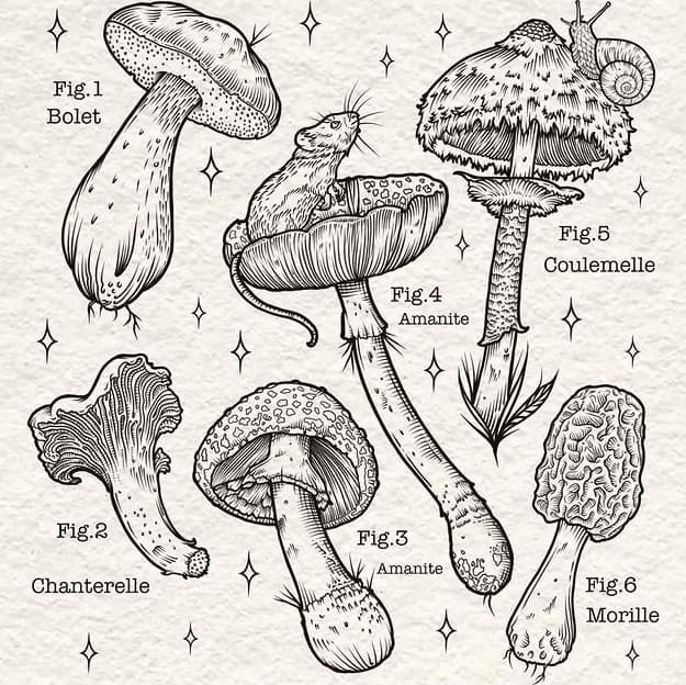 Mycologie, planche de flash gravée à l’encre noire sur papier